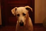 Maximiliano 011